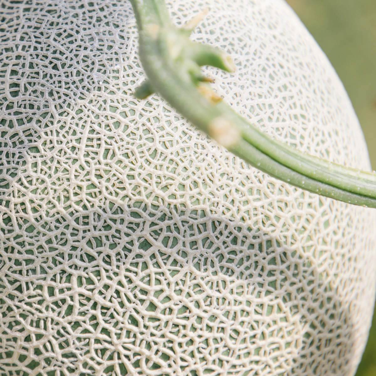 たかしまメロン