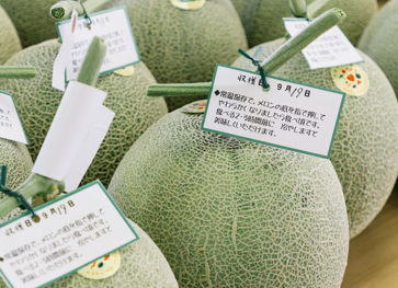 たかしまメロンのイメージ